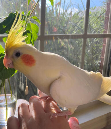 Macaroni is very timid and sweet!