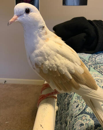 A younger picture of Kiwi. He still looks similar to this!