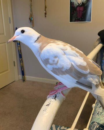 Oakie, looking at me curiously.