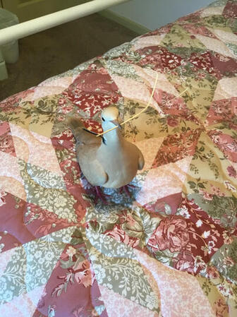 LooLoo carrying a piece of straw. &quot;Look, Mama, I have a stick!&quot;