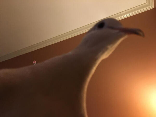 A funny picture I snapped of her.