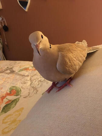 A younger little LooLoo.