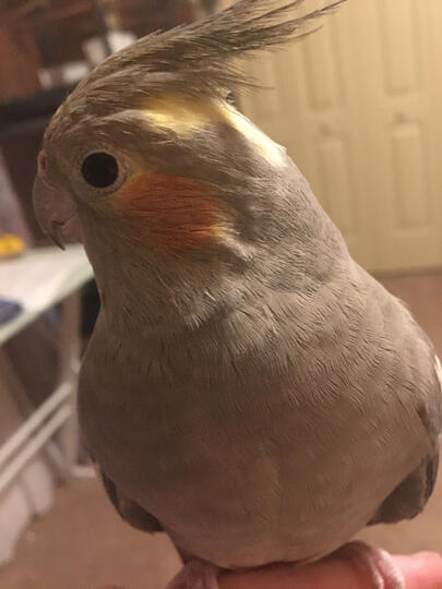 Ollie (Female Gray Cockatiel).