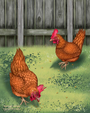 "Orpington Chickens", painted in Procreate.