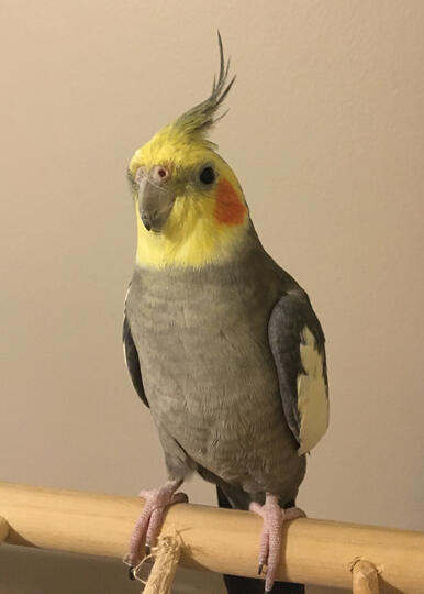 Mango (Male Gray Cockatiel).