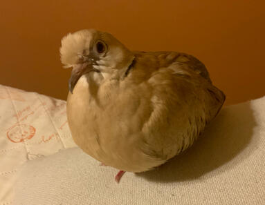 LooLoo (Female Tan Ringneck Dove), Rest in Peace.